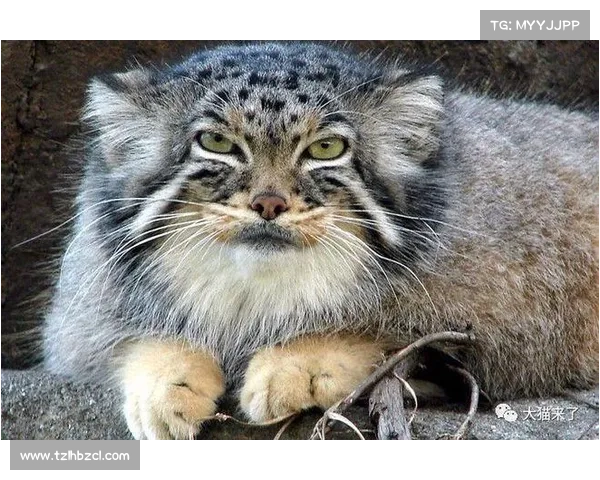 揭秘恐怖祖先的秘密之旅：追寻真相的三大关键步骤